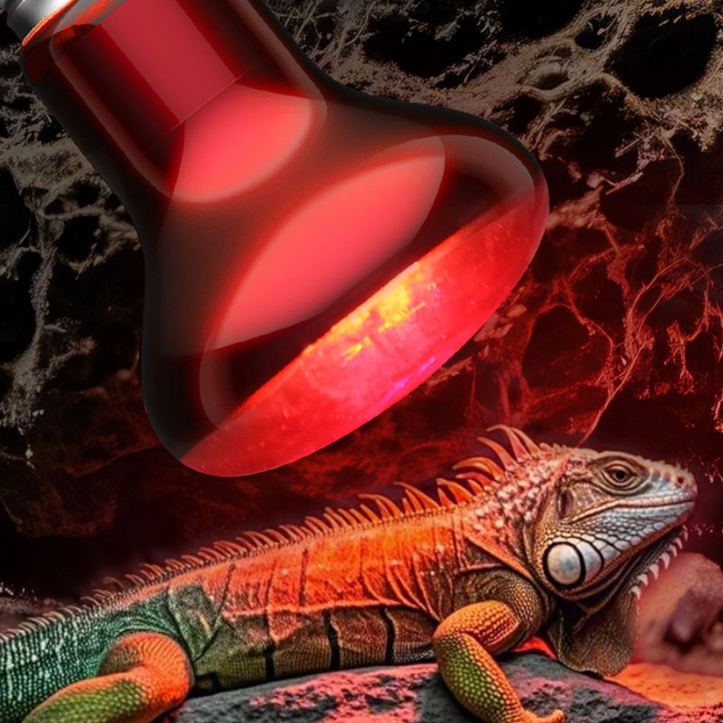 Reptile Heat Lamp 100V/220V In - Gecko Lighting & Decor 리뷰 및 가격