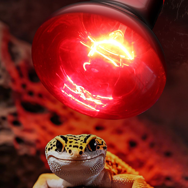 Reptile Heat Lamp 100V/220V In - Gecko Lighting & Decor 리뷰 및 가격