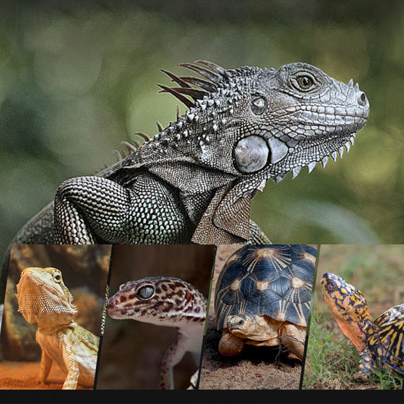 Reptile Heat Lamp 100V/220V In - Gecko Lighting & Decor 리뷰 및 가격